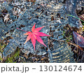 切り株に舞い落ちたもみじ 130124674