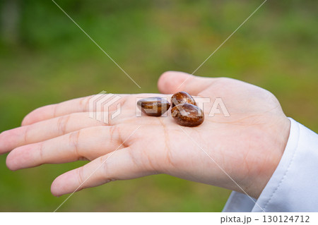 ビワの種 130124712