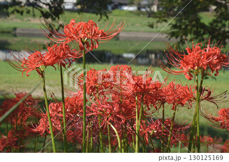 A cluster of red spider lilies / 遊歩道沿いに群生する赤い彼岸花 130125169