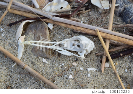 ウミネコの頭骨　海岸 130125226