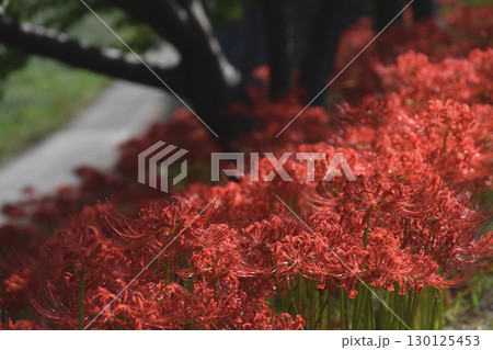 A cluster of red spider lilies / 遊歩道沿いに群生する赤い彼岸花 130125453