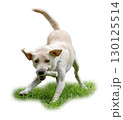 Playful Labrador Retriever running on grass with a bone in its mouth 130125514