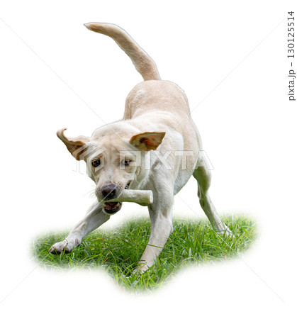 Playful Labrador Retriever running on grass with a bone in its mouth 130125514