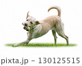 Playful Labrador Retriever running on grass with a bone toy in its mouth 130125515