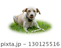 Labrador Retriever lying on green grass with tongue out, wearing a collar. 130125516