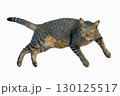 Dragon Li Cat with striking green eyes resting on white background 130125517