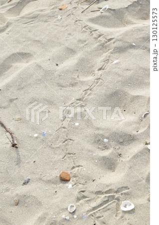 小さな海鳥の足跡　砂浜 130125573