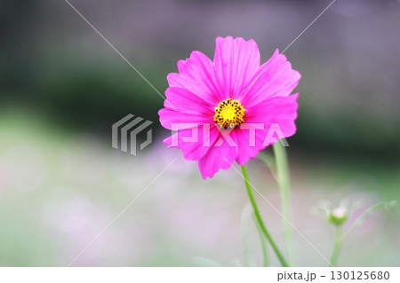 コスモスの花のある風景 130125680