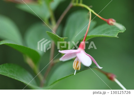 エゴノキの花 エゴノキの花 130125726