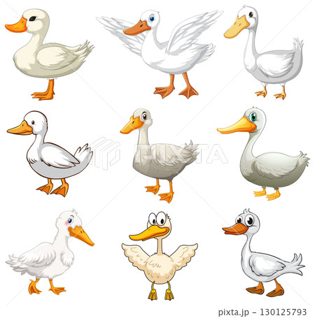 Cartoon White Ducks in Various Poses and Expressions 130125793