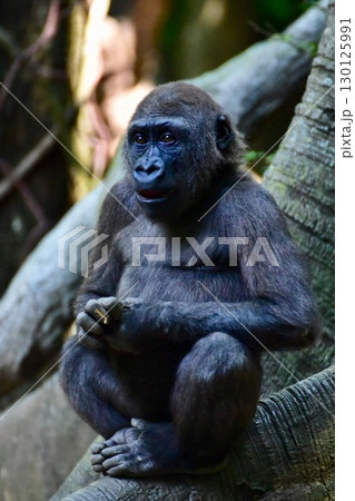 アメリカ ニューヨーク 動物園のゴリラ アメリカ ニューヨーク 動物園のゴリラ 130125991