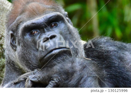 アメリカ　ニューヨーク　動物園のゴリラ 130125996