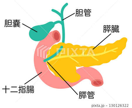 膵臓 胆嚢 十二指腸 臓器の構造 膵臓 胆嚢 十二指腸 臓器の構造 130126322