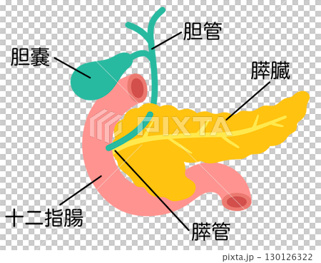 膵臓 胆嚢 十二指腸 臓器の構造 膵臓 胆嚢 十二指腸 臓器の構造 130126322