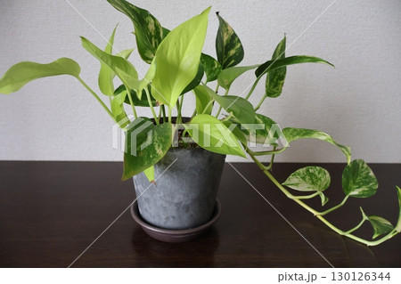 下駄箱の上の2種類植えポトス 130126344