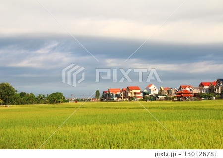 rice fields in vietnam 130126781