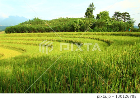 rice fields in vietnam 130126788