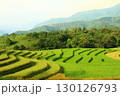 rice fields in vietnam 130126793
