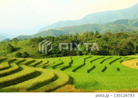 rice fields in vietnam 130126793