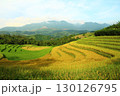 rice fields in vietnam 130126795