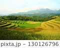 rice fields in vietnam 130126796