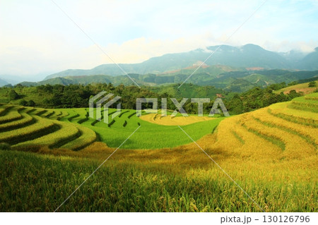 rice fields in vietnam rice fields in vietnam 130126796