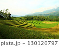 rice fields in vietnam 130126797