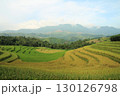 rice fields in vietnam 130126798