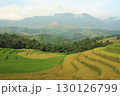 rice fields in vietnam 130126799