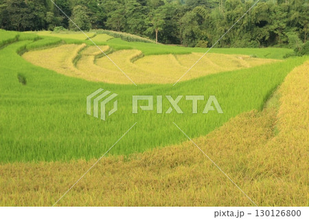 rice fields in vietnam 130126800