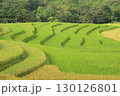 rice fields in vietnam 130126801