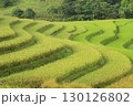 rice fields in vietnam 130126802