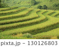 rice fields in vietnam 130126803
