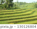 rice fields in vietnam 130126804
