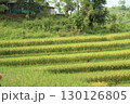 rice fields in vietnam 130126805