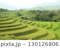rice fields in vietnam 130126806