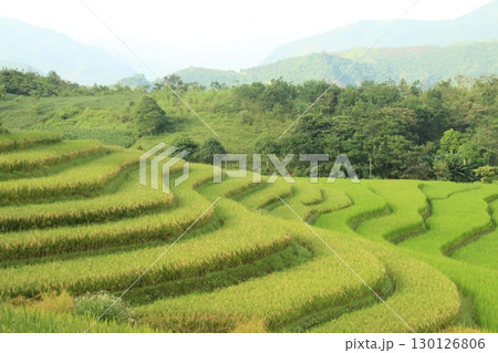 rice fields in vietnam rice fields in vietnam 130126806