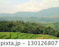 rice fields in vietnam 130126807