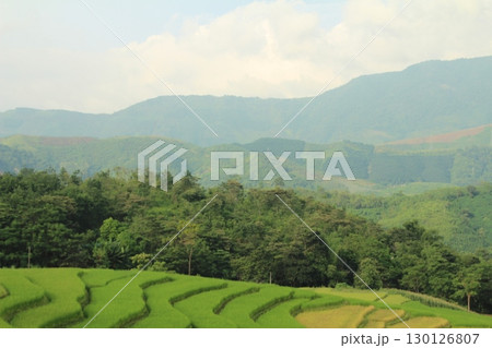 rice fields in vietnam 130126807