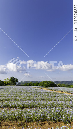 ヘブンリーブル―の丘 130126880