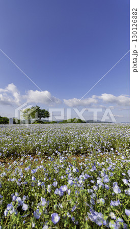 ヘブンリーブル―の丘 130126882