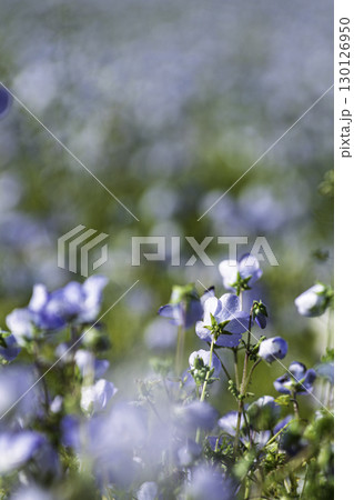 一面に広がるヘブンリーブル―の花畑 130126950