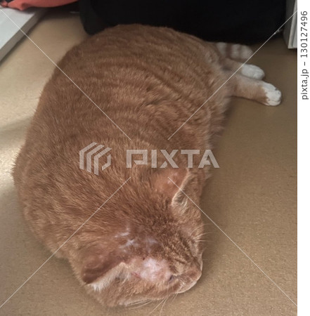 A gentle stray cat lounging calmly, eyes half-closed, exuding friendliness and trust. The setting highlights its relaxed nature, blending seamlessly with its peaceful environment. A gentle stray cat lounging calmly, eyes half-closed, exuding friendliness and trust. The setting highlights its relaxed nature, blending seamlessly with its peaceful environment. 130127496