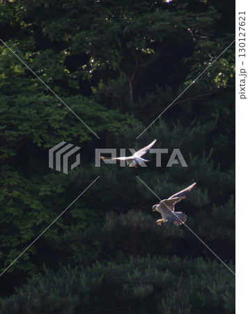 Wild peregrine falcons / 野生のハヤブサの求愛行動と給餌行動(春の繁殖期) Wild peregrine falcons / 野生のハヤブサの求愛行動と給餌行動(春の繁殖期) 130127621