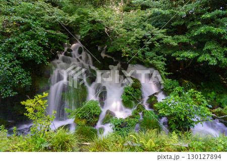 苔むした岩肌を流れるみたらしの滝　鹿児島県霧島 130127894