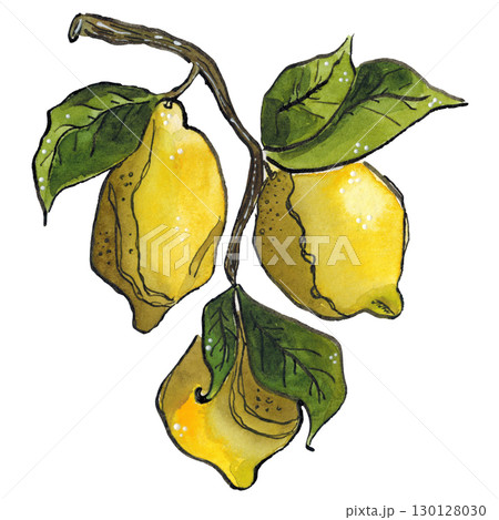 Branch with yellow lemons and green leaves. Watercolor and ink illustration. Drawing for print, poster, stickers, scrapbooking. Fruit, branch, leaf, food, nature, product, juice, lemonade, lemon tree 130128030
