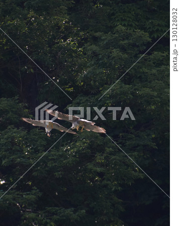 Wild peregrine falcons / 野生のハヤブサの求愛行動と給餌行動(春の繁殖期) 130128032