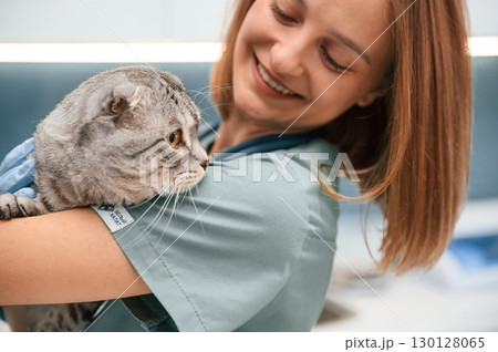 Close up view, embracing an animal. Scottish fold cat in the veterinarian clinic with female doctor Close up view, embracing an animal. Scottish fold cat in the veterinarian clinic with female doctor 130128065