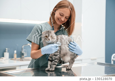 In blue gloves. Scottish fold cat in the veterinarian clinic with female doctor 130128070