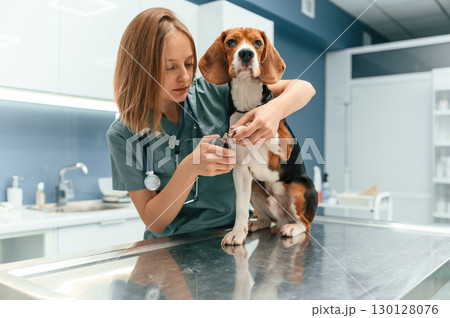 Professional doctor is cutting the nails. Woman veterinarian is with dog in the clinic 130128076